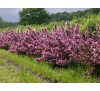 Вейгела цветущая Пурпуреа Нана (Purpurea Nana) С2